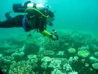 Scuba divers document coral bleaching in January 2006 in the Keppels reef in the southern part of Great Barrier Reef.