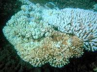 The image is a typical example of bleached coral, shown here in January 2006 at Keppel Reef, part of the Great Barrier Reef.