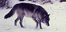 Yellowstone Wolf.