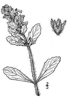 Line Drawing of Ajuga genevensis L.