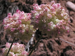 Cushion buckwheat, Eriogonum ovalifolium.