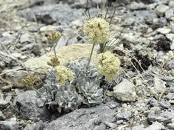 Cushenbury buckwheat buckwheat, Eriogonum ovalifolium ssp. vineum.