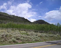 Viewing the Pando Clone from a roadside.