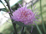 savanna blazing star, Liatris scariosa var. nieuwlandii.