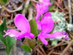 Fringed Polygala, Gaywings, or Flowering Wintergreen, Polygala paucifolia.