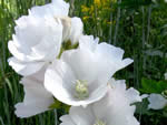 Streambank Wild Hollyhock, Iliamna rivularis.