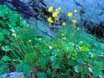 mountain avens, Geum peckii.