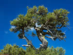 Mountain Mahogany