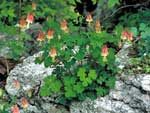 Red or Eastern Columbine, Aquilegia canadensis.