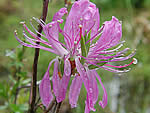 Rhodora, Rhododendron canadense