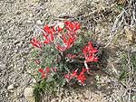 Scarlet Milkvetch