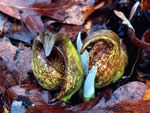 Skunk Cabbage, Symplocarpus foetidus.