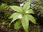 Starflower, Trientalis borealis.