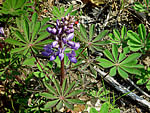 sundial lupine, Lupinus perennis.