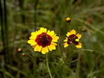 Golden Tickseed, Coreopsis tinctoria.