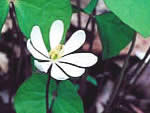 twinleaf, Jeffersonia diphylla.