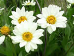 white mule's ears, Wyethia helianthoides.