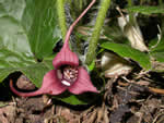 Wild Ginger, Asarum caudatum.