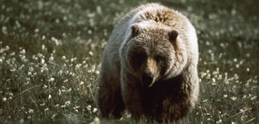 Grizzly bear facing camera.