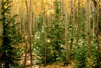 young conifers growing in an aspen stand.