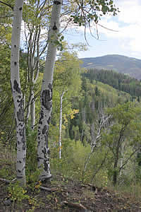 aspens with healed scars where elk or another large ungulate had eaten the bark.