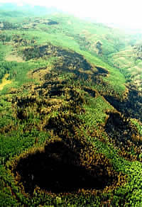 An aerial areas burned by a wildfire, displaying a mosaic of burned, underburned, and unburned areas.