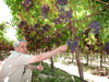 Ivan Turanov, owner of Turan Winery in Macedonia, examines new South African table grapes during a recent exchange through the USAID Agribusiness Project.