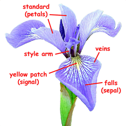 blue flag iris flower. The parts of the flower are labeled.