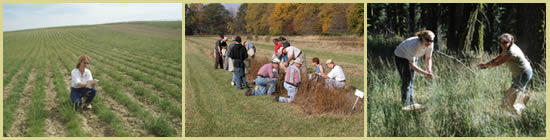 Three pictures: left is woman kneeling among rows of plants in a field, center is five men and two women kneeling and standing along a row of plants in field, and right is two standing women collecting seed.