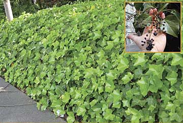 English ivy, and invasive weed providing habitat for rats