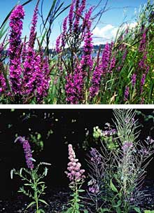 Purple loosestrife invasive aquatic weed and fireweed, a native wildflower