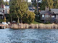 Shoreline buffer of hardstem bullrush