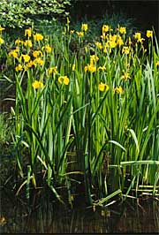 Yellow flag iris picture