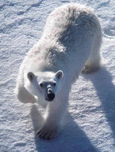 Photo of an adult polar bear
