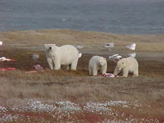 Photo of three polar bears on land, eating.
