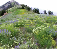 lupine, buckwheat, lomatiums, and other wildflowers carpeting the trail to Ben Lomond Peak on the Wasatch-Cache National Forest, Utah.