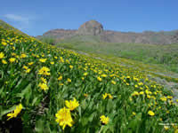 mule's ears blooming in Nevada's Humboldt-Toiyabe National Forest.
