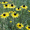 black-eyed Susan