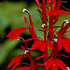 cardinal flower