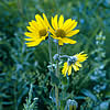 prairie sunflower