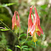 red columbine