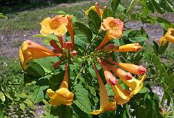 La variedad 'Miami Sunrise' del arbusto ornamental Tecoma guarume