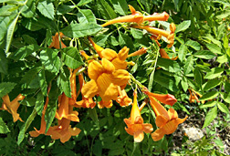 La variedad 'Tangelo' del arbusto ornamental Tecoma guarume