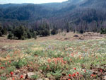 Indian Paintbrush and other wildflowers at Dixie Butte.