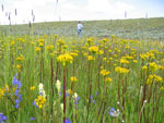 Spring wildflowers in the Logan Valley. 