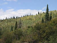 hillside covered with gambel oak, conifers, and aspen stands.