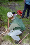 woman taking measurements of aspen seedlings.