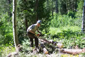 CCC crew member cutting conifers with a chainsaw.