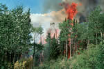 fire burning in an aspen stand.