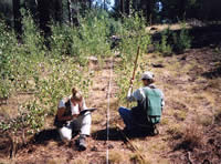 man and a woman collecting and recording information about young aspens.